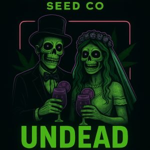Undead mimosa punch Feminized auto 3pk